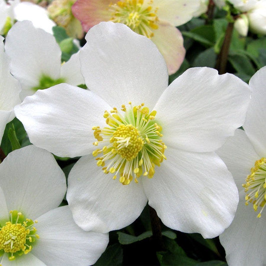 Helleborus HGC® 'Jacob'