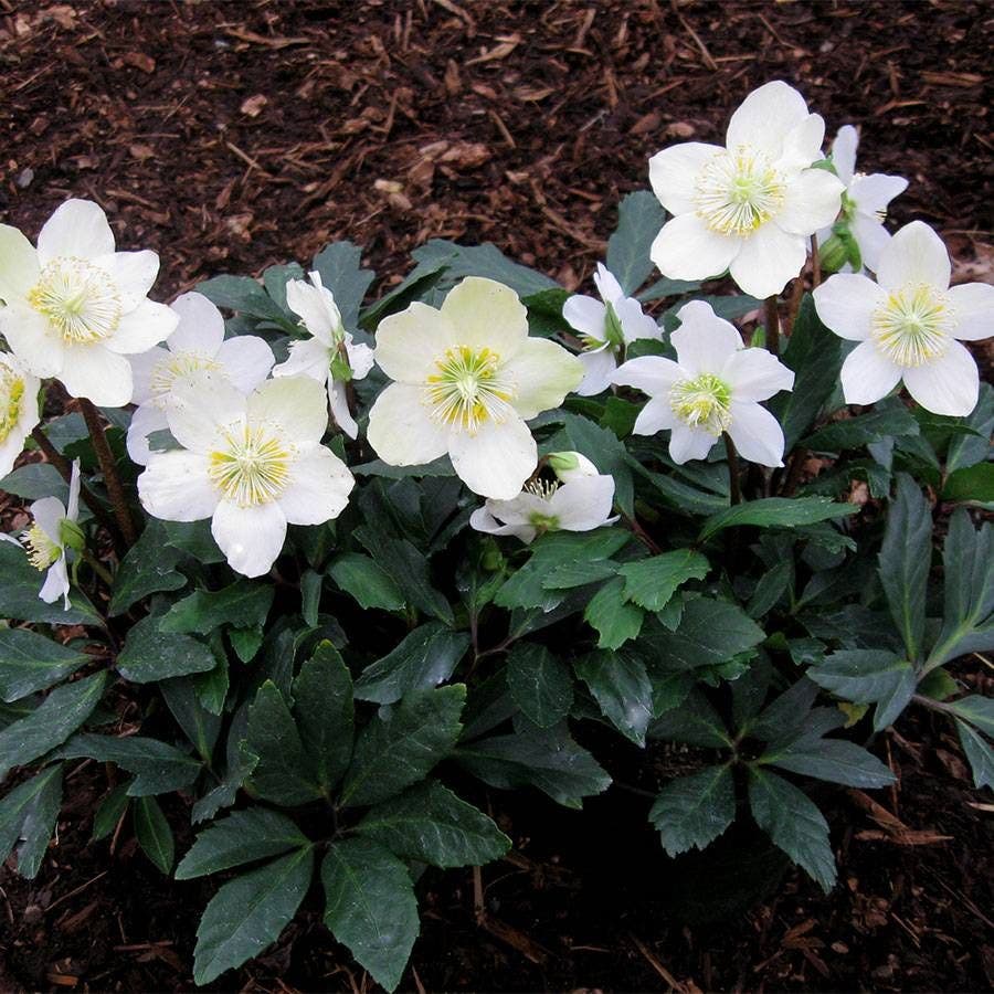Helleborus HGC® 'Jacob'