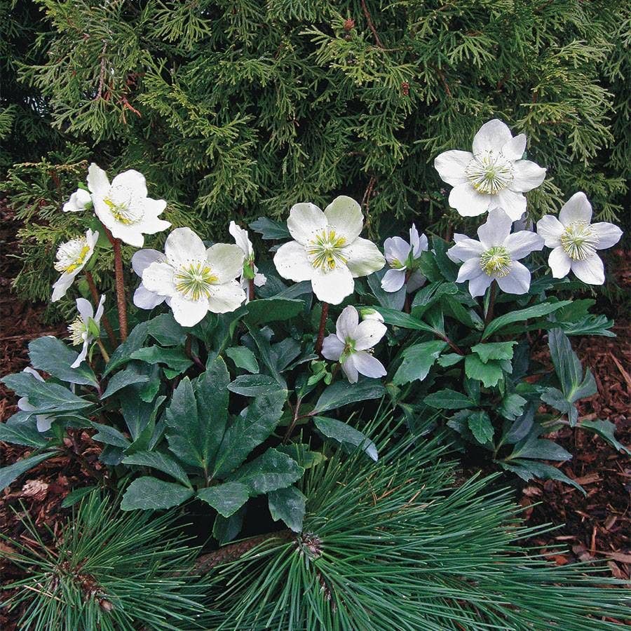 Helleborus HGC® 'Jacob'
