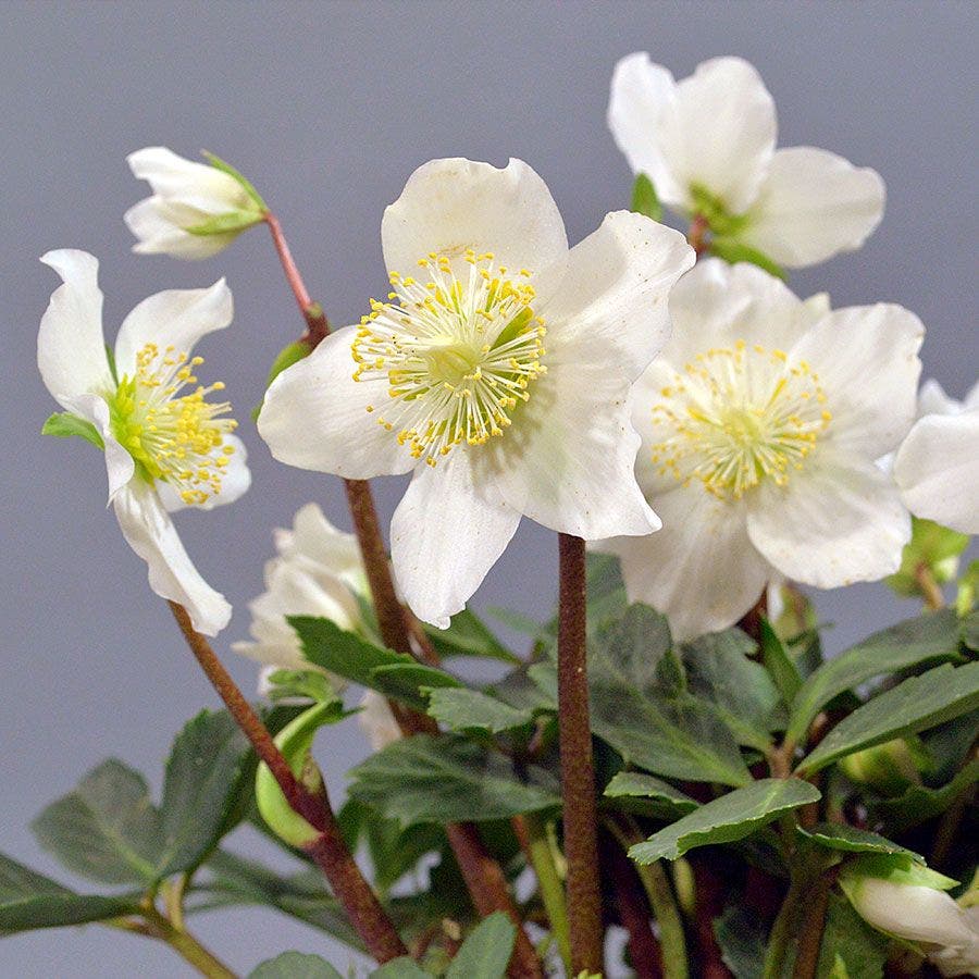 Helleborus HGC® 'Jacob'
