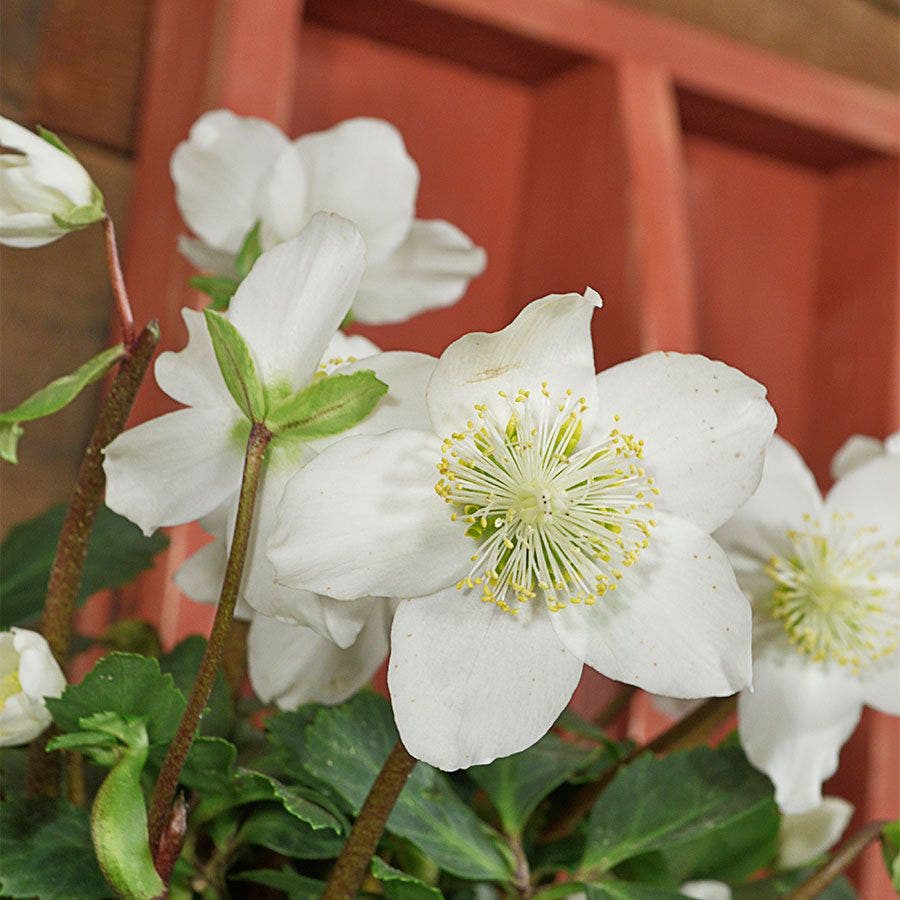 Helleborus HGC® 'Jacob'