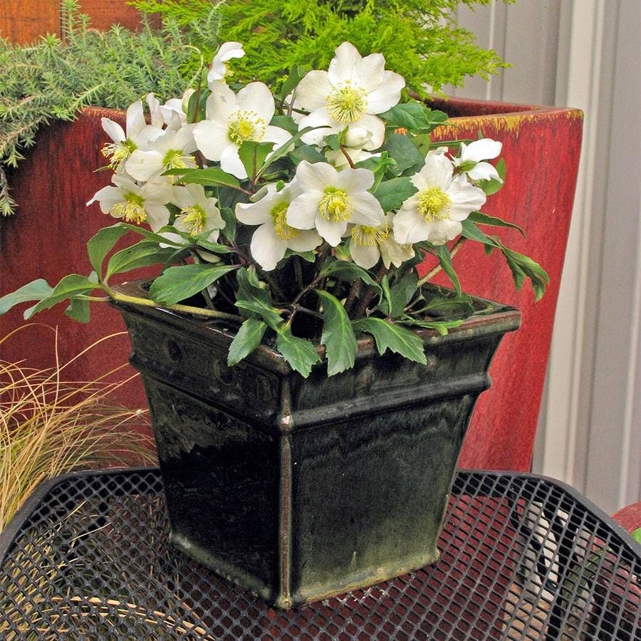 Helleborus HGC® 'Jacob'