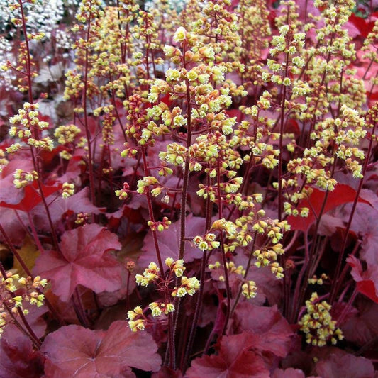 Heuchera Little Cuties™ 'Blondie'