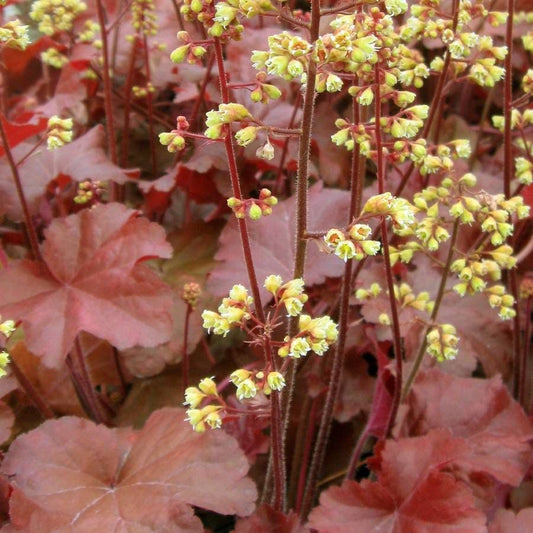 Heuchera Little Cuties™ 'Blondie'