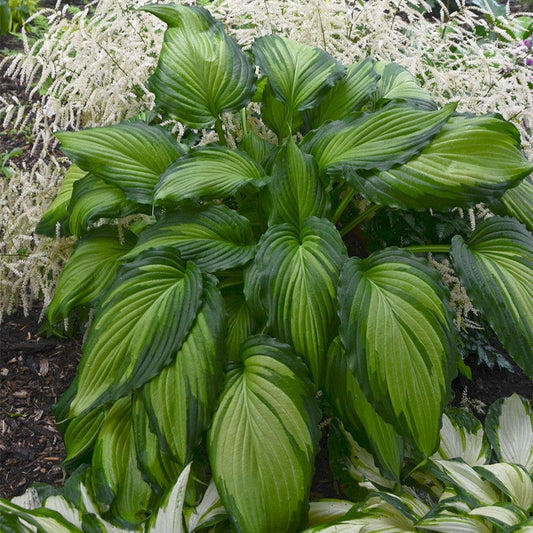 Hosta 'Angel Falls'