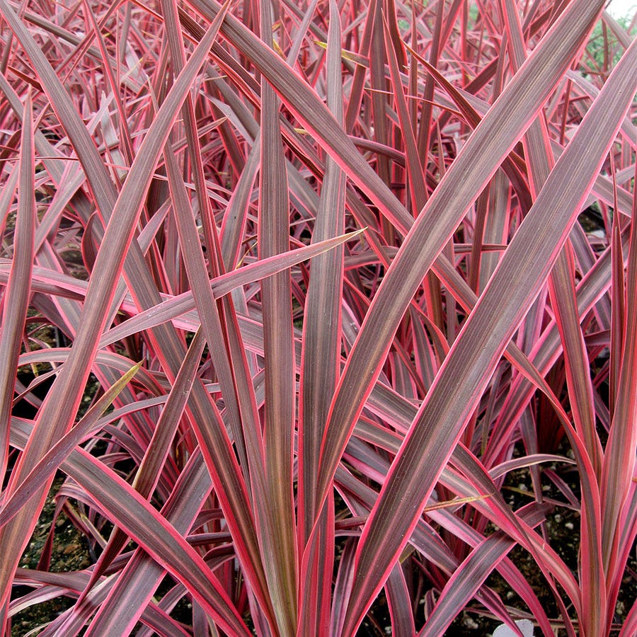Cordyline Cherry Sensation