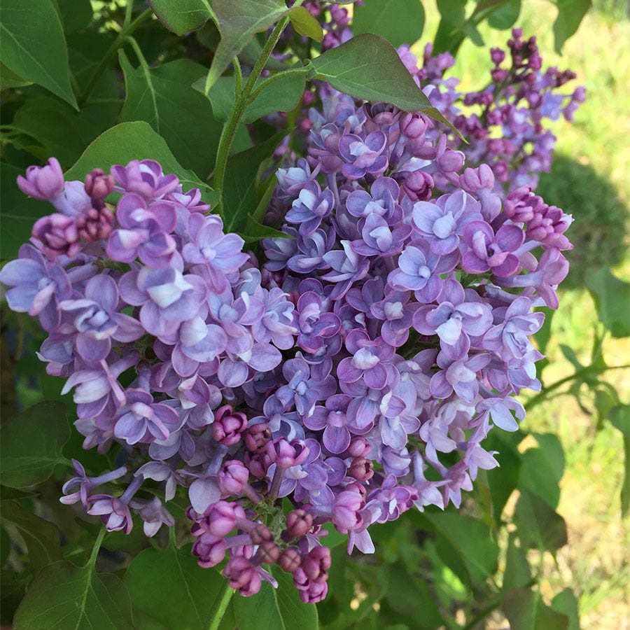 Syringa Scentara® Double Blue