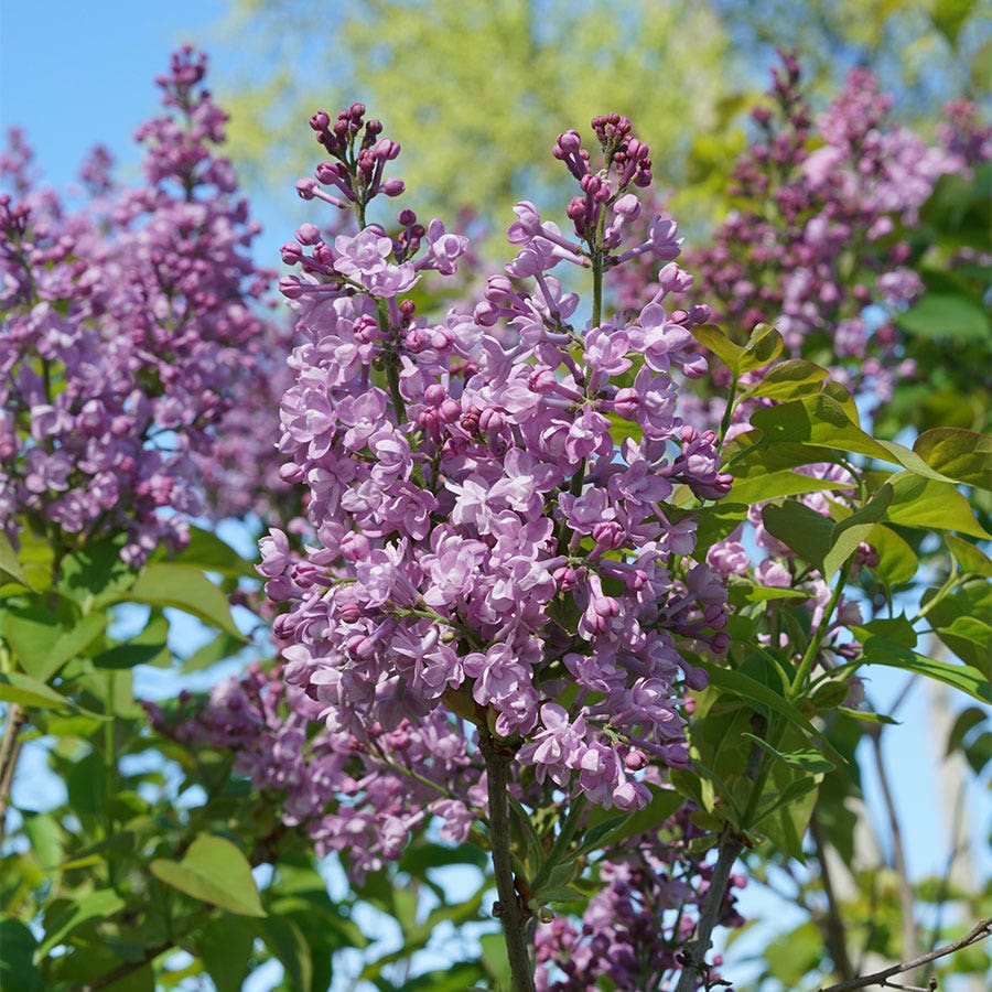 Syringa Scentara® Double Blue