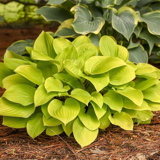 Hosta 'Fire Island'