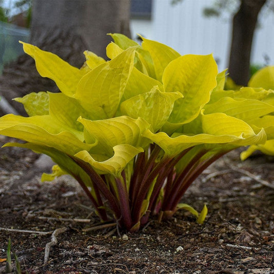 Hosta 'Fire Island'
