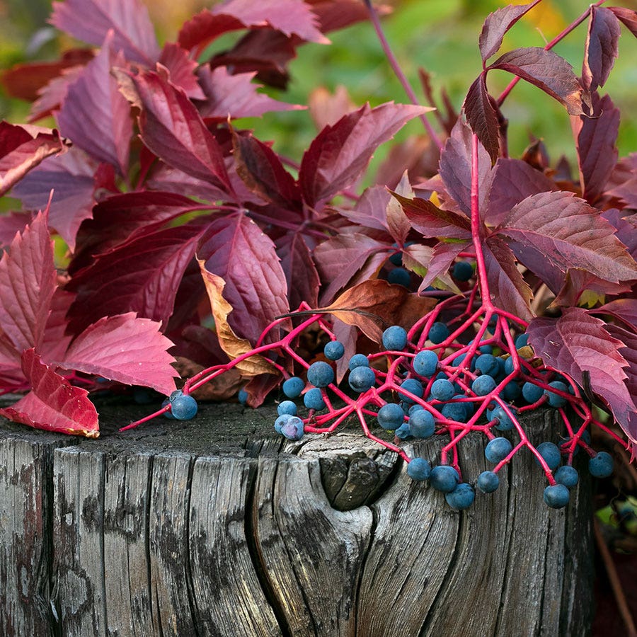 Engelmann Ivy Virginia Creeper