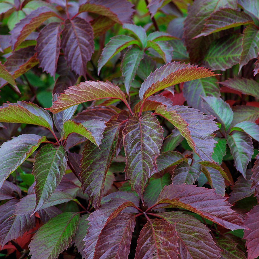 Engelmann Ivy Virginia Creeper