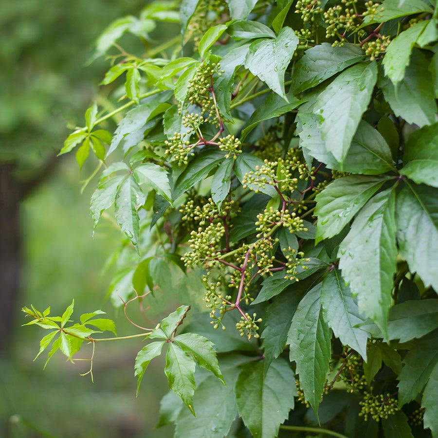 Engelmann Ivy Virginia Creeper