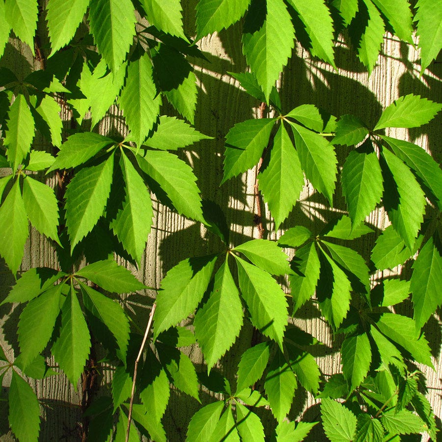 Engelmann Ivy Virginia Creeper