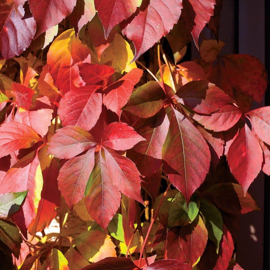 Engelmann Ivy Virginia Creeper