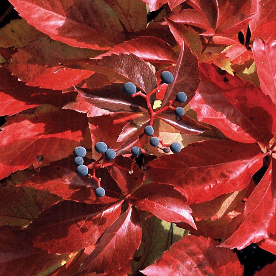 Engelmann Ivy Virginia Creeper