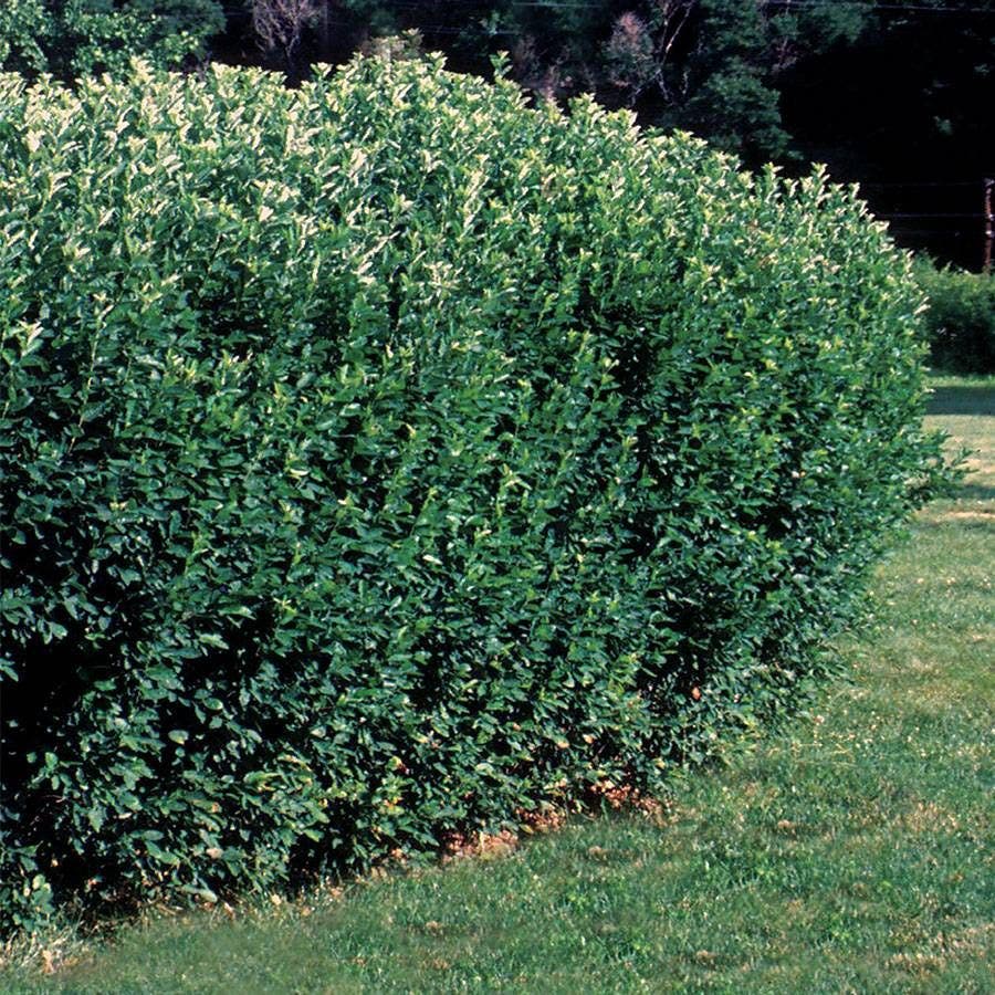 Cotoneaster lucidus Hedge