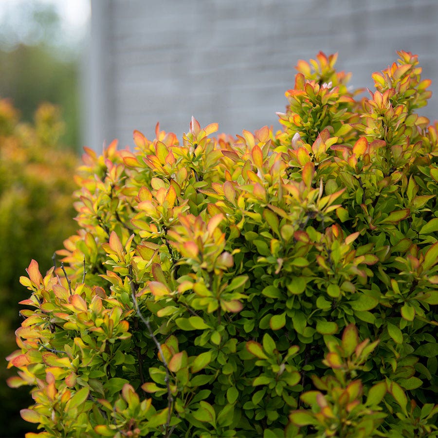 Berberis First Editions® Limoncello™