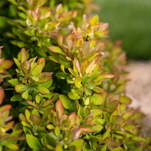 Berberis First Editions® Limoncello™