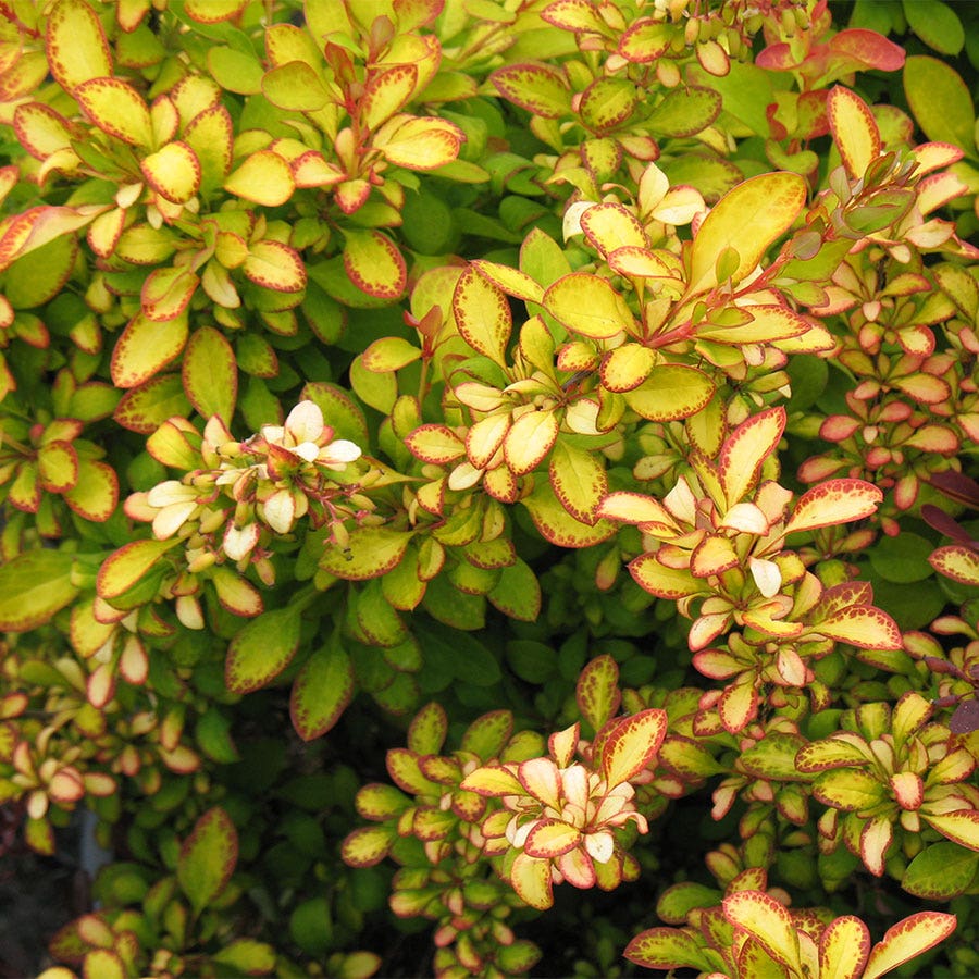 Berberis First Editions® Limoncello™