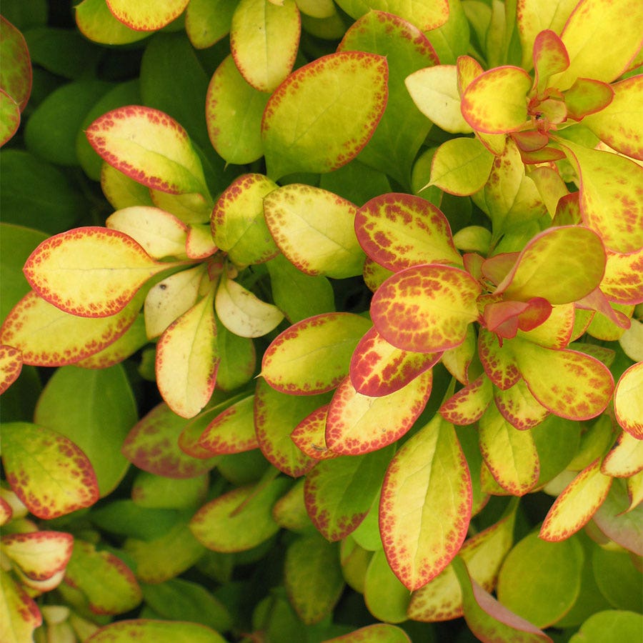 Berberis First Editions® Limoncello™