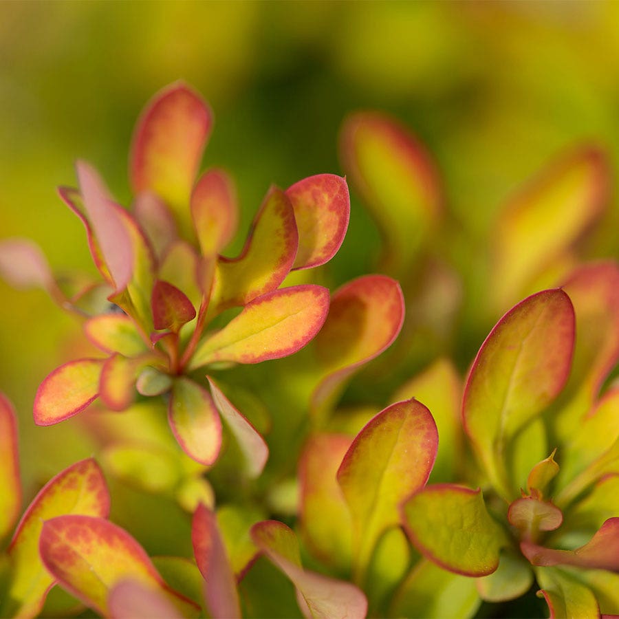 Berberis First Editions® Limoncello™