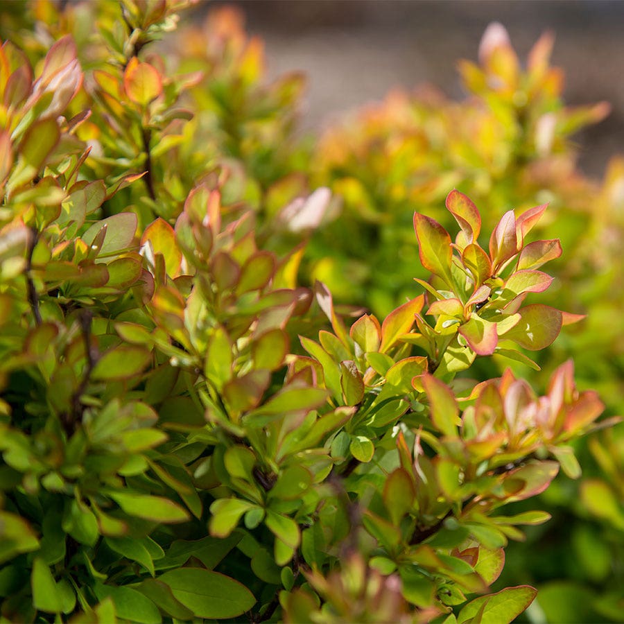 Berberis First Editions® Limoncello™