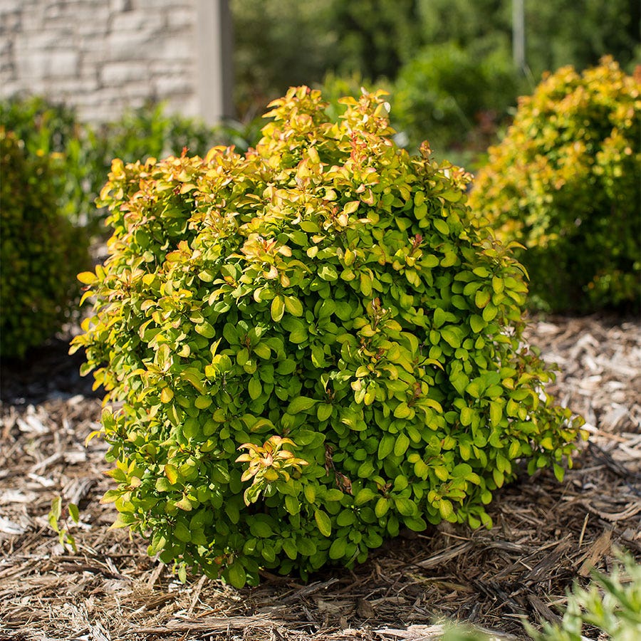 Berberis First Editions® Limoncello™