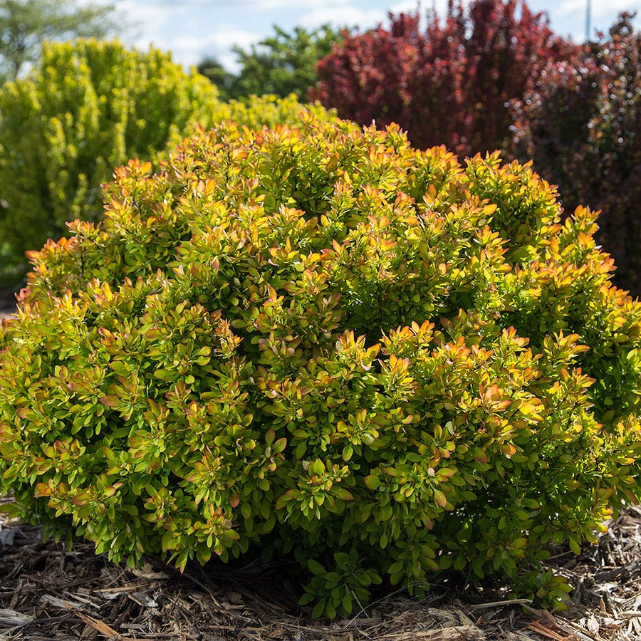 Berberis First Editions® Limoncello™