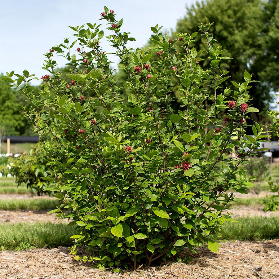 Calycanthus floridus