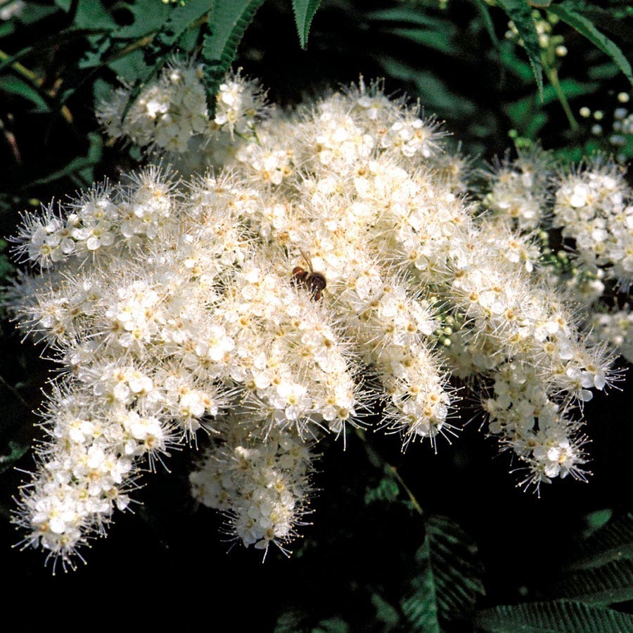 Sorbaria Ash Leaf Spirea
