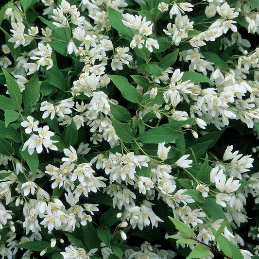 Deutzia 'Nikko'