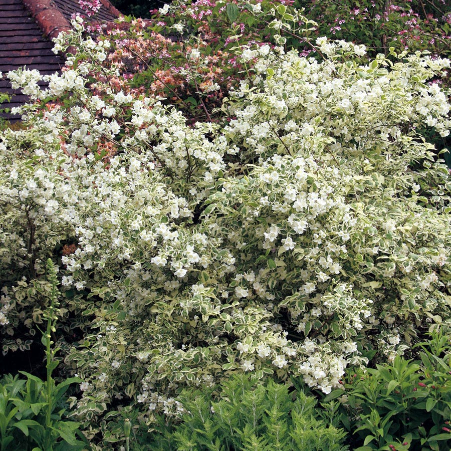Philadelphus 'Minnesota Snowflake'