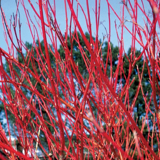 Cornus 'Cardinal'