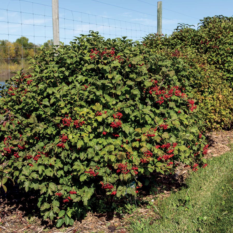 Viburnum 'Compactum'