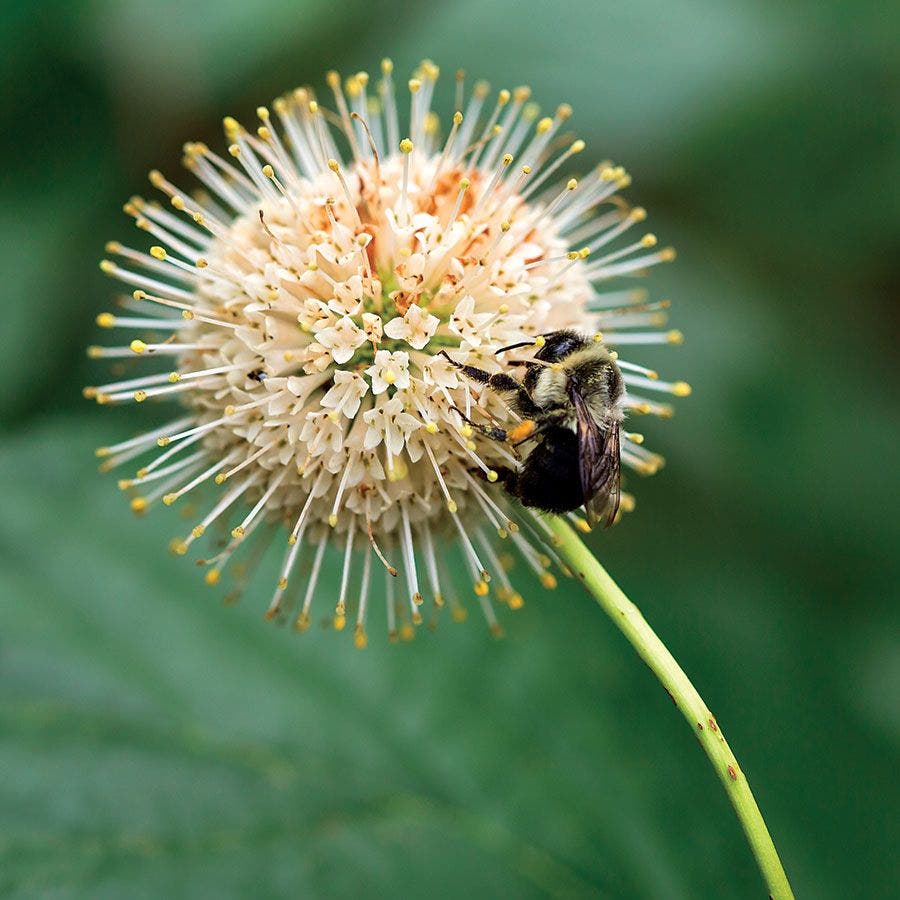 Cephalanthus First Editions® Fiber Optics™