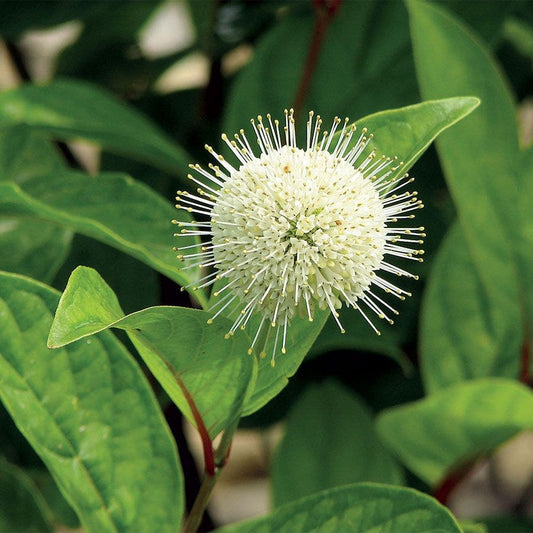 Cephalanthus First Editions® Fiber Optics™