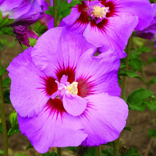 Hibiscus First Editions® Tahiti™ Rose of Sharon