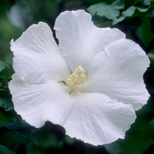 Hibiscus 'Diana' Rose of Sharon