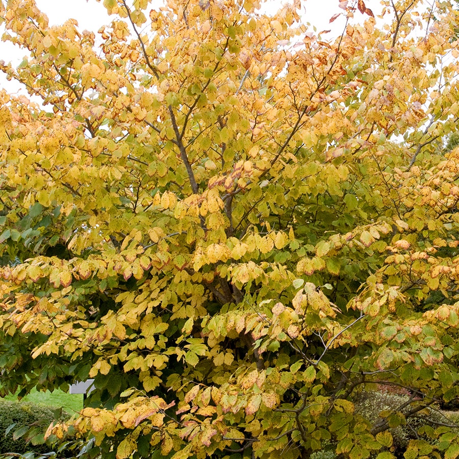 Hamamelis virginiana 'Witch Hazel'