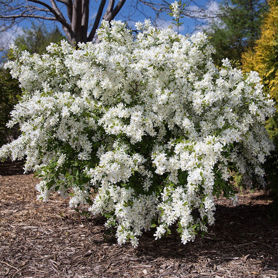 First Editions® Lotus Moon™ Pearlbush