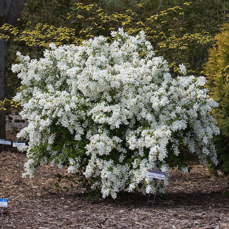 First Editions® Lotus Moon™ Pearlbush
