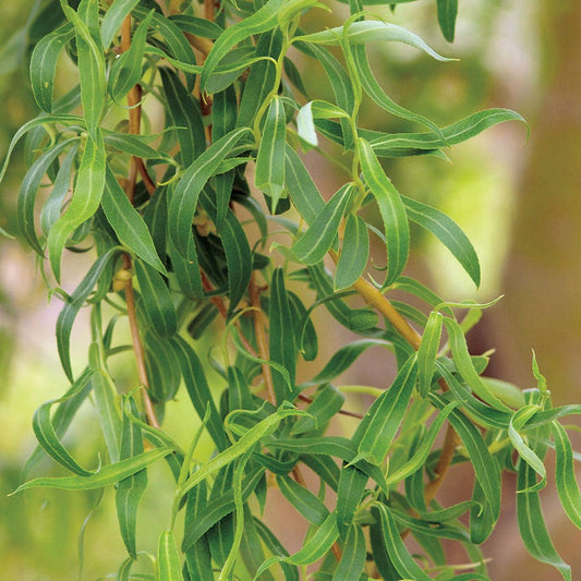 Salix 'Golden Curls'