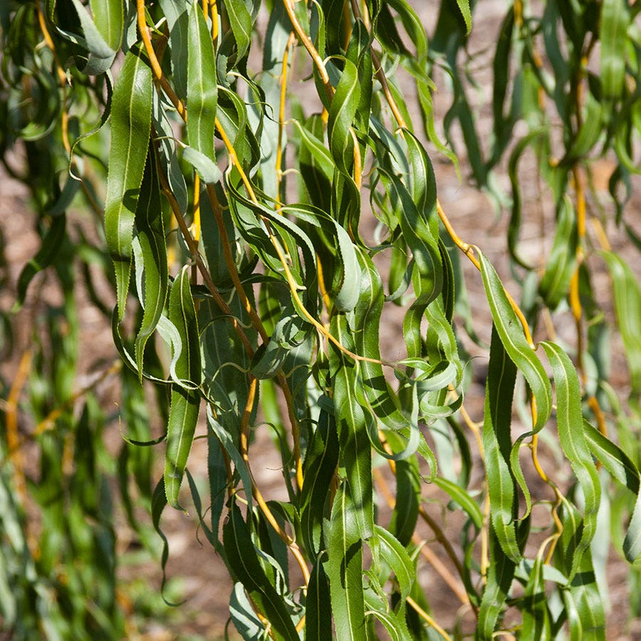 Salix 'Golden Curls'