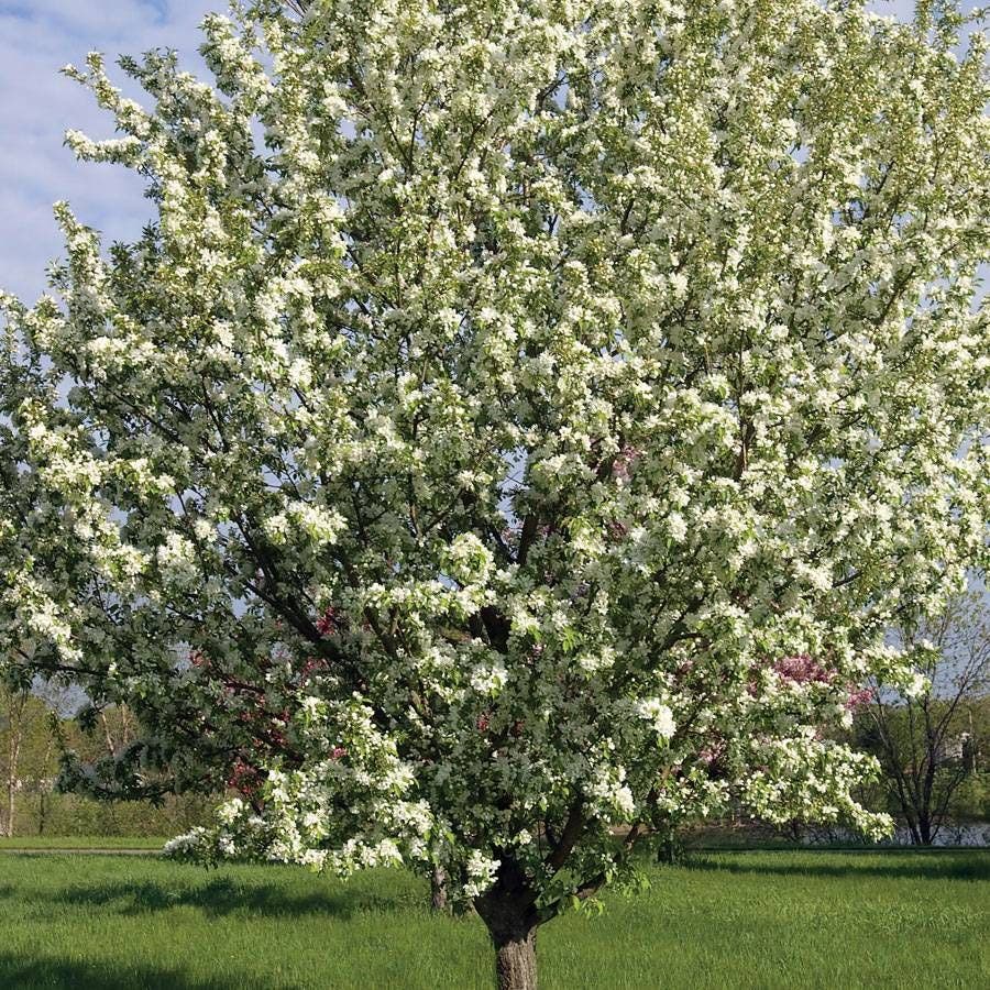 Malus 'Spring Snow' Crabapple