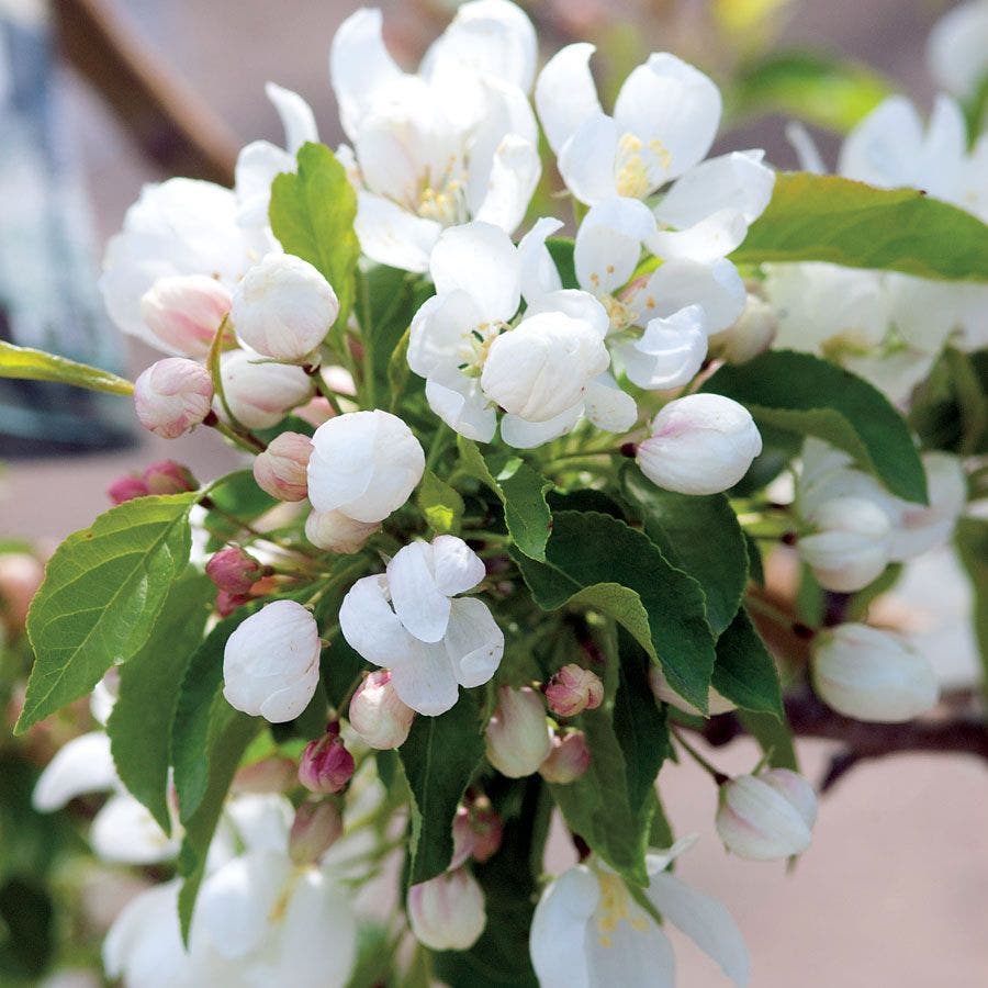Malus 'Spring Snow' Crabapple