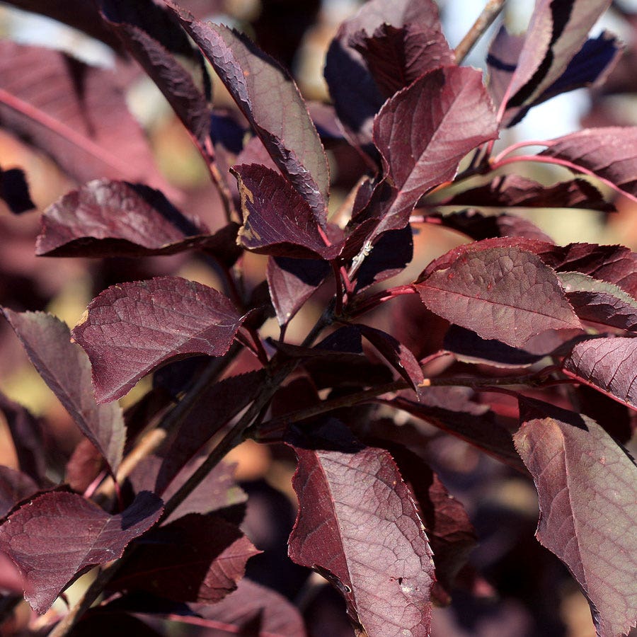 Prunus Canada Red Wayside Gardens prunus-canada-red-wayside-gardens