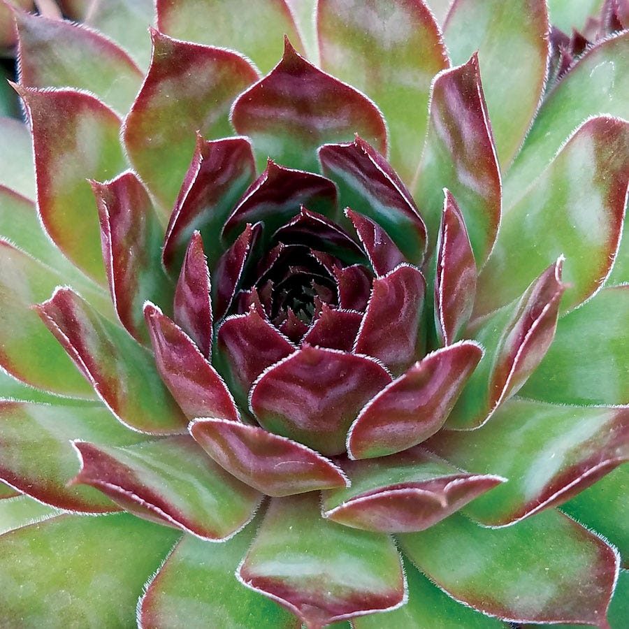 dark red succulent plant Sempervivum 'Black' – Wayside Gardens