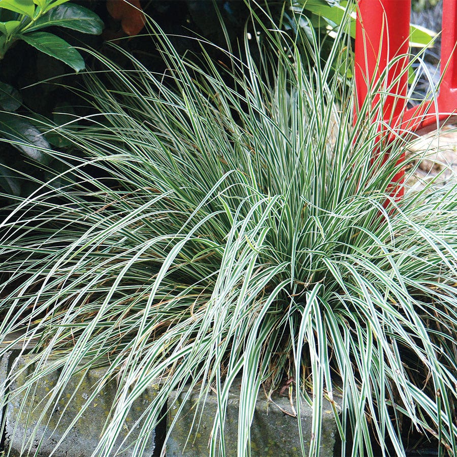 Carex Evercolor® 'Everest'