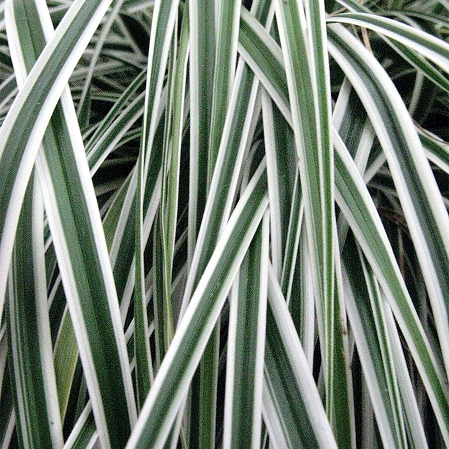 Carex Evercolor® 'Everest'